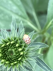 Cryptocephalus fulguratus