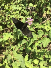 Erynnis tristis tatius