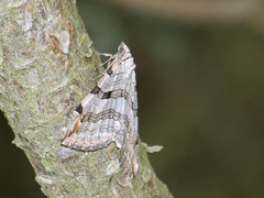 Aplocera efformata