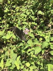 Erynnis tristis tatius