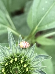 Cryptocephalus fulguratus