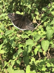 Erynnis tristis tatius