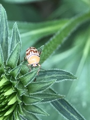 Cryptocephalus fulguratus