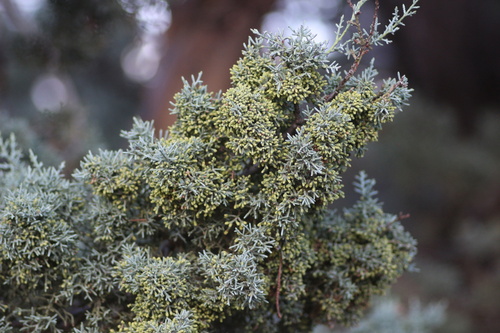 Image of Hesperocyparis glabra by no rights reserved