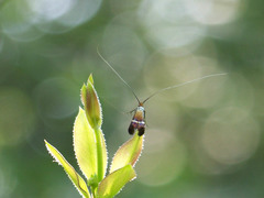 Adela australis