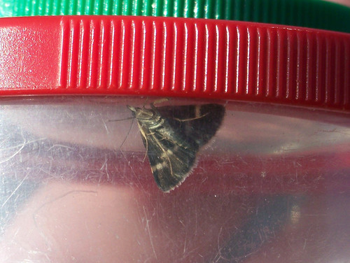 Pyrausta cingulata