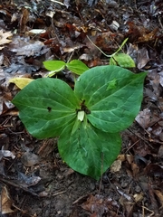 Trillium luteum