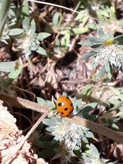 Coccinella algerica