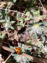 Coccinella algerica