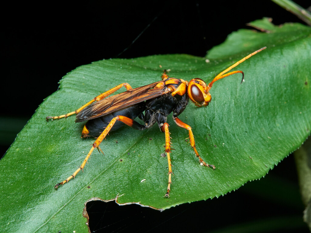 Parabatozonus