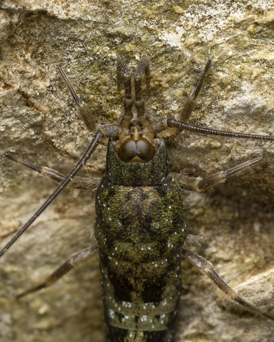 Western Sea Bristletail photo 3
