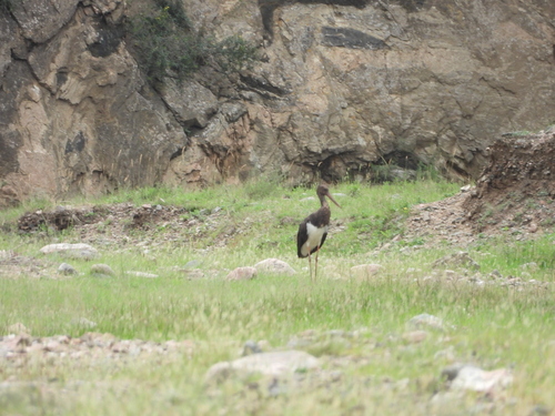 Black Stork