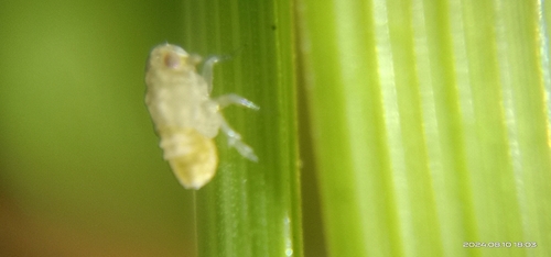 Nilaparvata lugens observed 2024-08-10