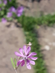 Silene colorata