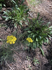 Cymopterus lemmonii