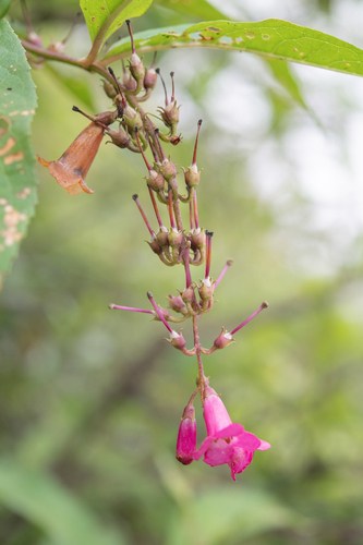Buddleja colvilei, photograph 5