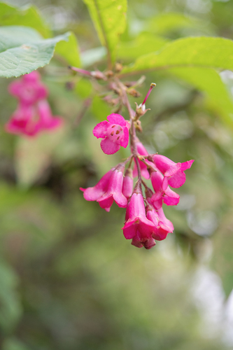 Buddleja colvilei, photograph 4