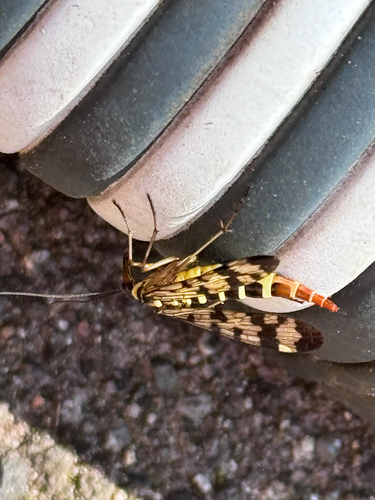 Meadow Scorpionfly, Heino, photo 9 of 10