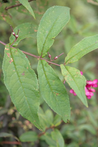 Buddleja colvilei, photograph 3