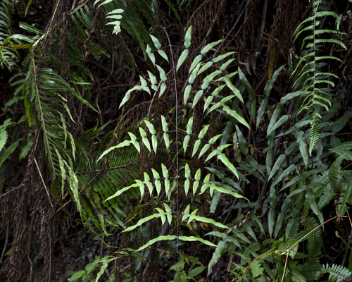 Histiopteris stipulacea observed 2024-07-29