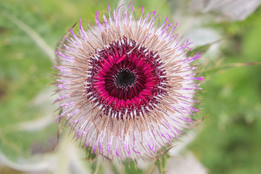 Cirsium eriophoroides; photograph Morten Ross, CC BY, iNaturalist via GBIF