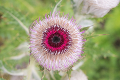 Morten Ross, CC BY, iNaturalist via GBIF Cirsium eriophoroides, photograph Morten Ross, CC BY, iNaturalist via GBIF