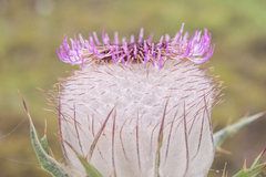 Morten Ross, CC BY, iNaturalist via GBIF Cirsium eriophoroides, photograph Morten Ross, CC BY, iNaturalist via GBIF
