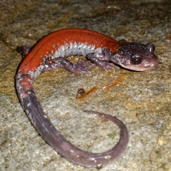 Plethodon yonahlossee