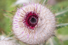 Morten Ross, CC BY, iNaturalist via GBIF Cirsium eriophoroides, photograph Morten Ross, CC BY, iNaturalist via GBIF