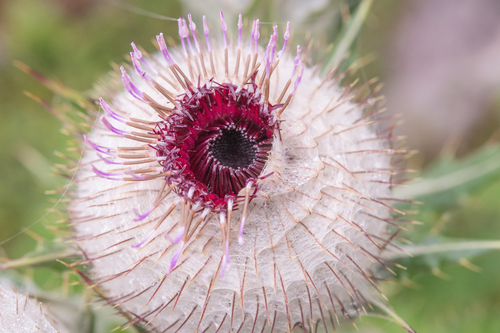 Cirsium eriophoroides, photograph 3