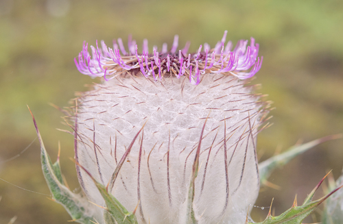 Cirsium eriophoroides, photograph 5