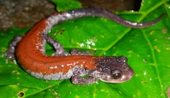 Plethodon yonahlossee