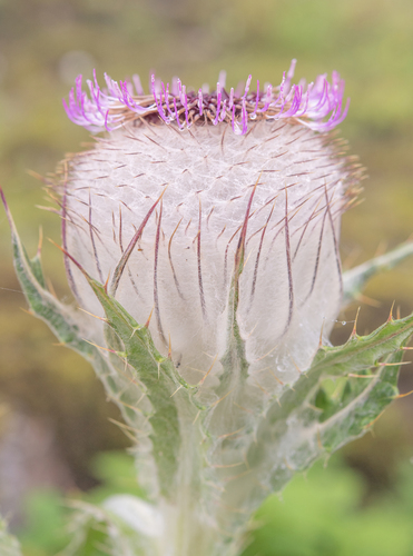 Cirsium eriophoroides, photograph 6