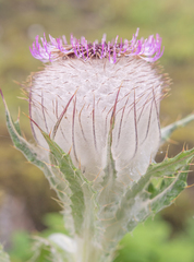 Cirsium eriophoroides, photograph Morten Ross, CC BY, iNaturalist via GBIF