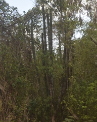 Stenocereus eichlamii