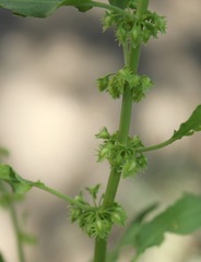 Rumex fueginus