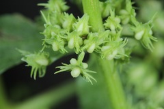 Rumex fueginus
