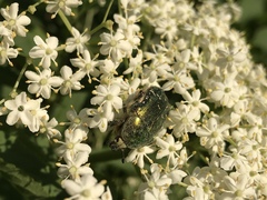 Cetonia aurata