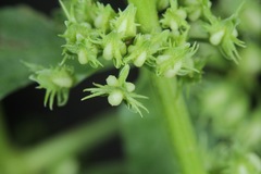 Rumex fueginus