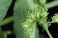 Rumex fueginus