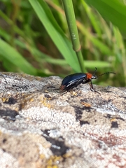 Heliotaurus ruficollis
