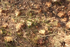 Eriospermum lanceifolium