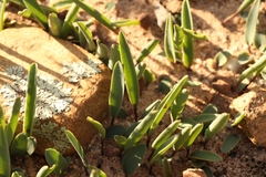 Eriospermum lanceifolium