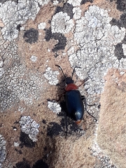 Heliotaurus ruficollis