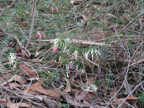 Image of Styphelia tubiflora by (c) ian_mcallan, some rights reserved (CC BY)