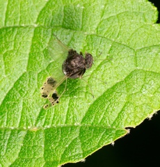 Chrysopilus basilaris
