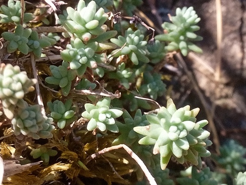 Sedum borissovae, photograph 6