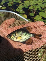 Centrarchus macropterus