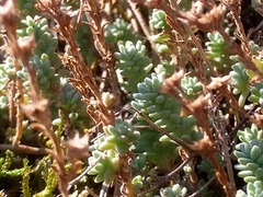 Sedum borissovae, photograph author not stated, no rights reserved