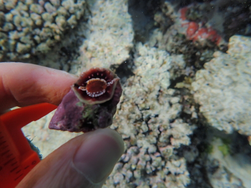 Lampasopsis rhodostoma observed 2024-08-03